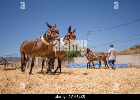 L'uomo spagnolo sul bordo di trebbiatura, separando i cereali dalla loro paglia in modo tradizionale, Andalusia, Spagna. Foto Stock