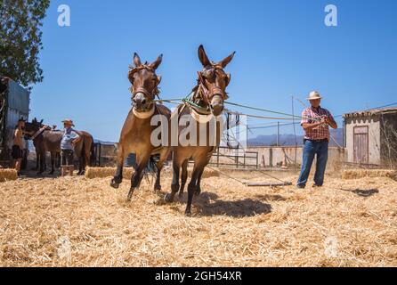L'uomo spagnolo sul bordo di trebbiatura, separando i cereali dalla loro paglia in modo tradizionale, Andalusia, Spagna. Foto Stock