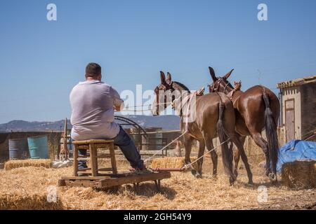 L'uomo spagnolo sul bordo di trebbiatura, separando i cereali dalla loro paglia in modo tradizionale, Andalusia, Spagna. Foto Stock