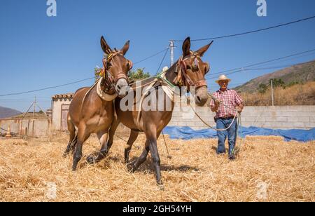 L'uomo spagnolo sul bordo di trebbiatura, separando i cereali dalla loro paglia in modo tradizionale, Andalusia, Spagna. Foto Stock