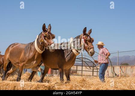 L'uomo spagnolo sul bordo di trebbiatura, separando i cereali dalla loro paglia in modo tradizionale, Andalusia, Spagna. Foto Stock