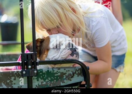 Stourbridge, West Midlands, Regno Unito. 5 settembre 2021. Un cane cerca di tenere fresco all'ombra al Raven's Rescue Dog Show a Stourbridge, West Midlands, in un giorno con temperature che raggiungono gli anni venti. Credit: Peter Lopeman/Alamy Live News Foto Stock