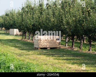 Grande cassa di legno si trova ad un frutteto di pera per riempire con pere raccolte Foto Stock