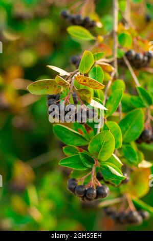 Un primo piano di un arbusto di bacca nera con bacche mature Foto Stock