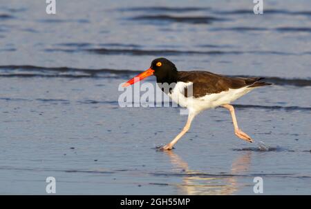 Oystercatcher americano (Haematopus palliatus) che corre lungo la spiaggia dell'oceano al mattino presto, Galveston, Texas, USA. Foto Stock