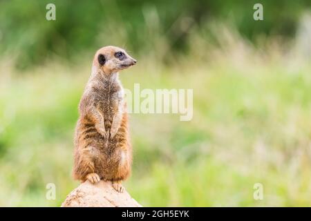 Primo piano di un Meerkat si trovava su un'alta roccia in servizio di ingresso a Cheshire nel settembre 2021. Foto Stock