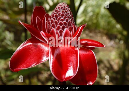 Il fiore di zenzero della torcia, visto in Martinica, Indie Occidentali francesi. Foto Stock