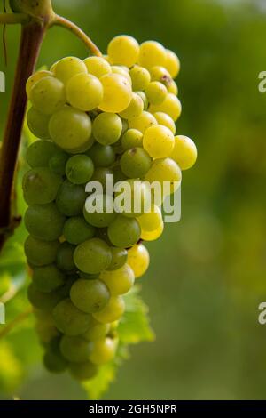 grande mazzo di uve bianche su un vitigno Foto Stock