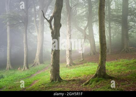 Una scena boschiva nell'Otley Chevin Forest Park è migliorata dall'inaspettata aggiunta di una lepre che si è ammezzata nel telaio. Foto Stock