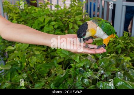 Un pappagallo a testa nera (Pionites melanocephalus) da vicino mangiare semi dalla mano di un bambino. Foto Stock