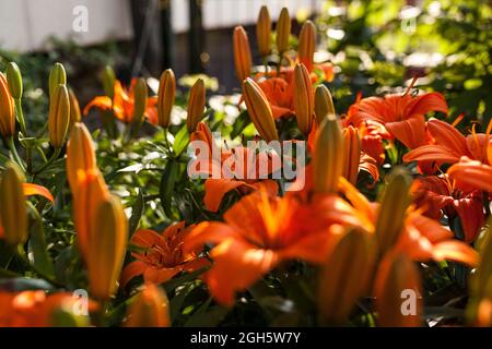 Primo piano di fiori d'arancio in un giardino al tramonto Foto Stock