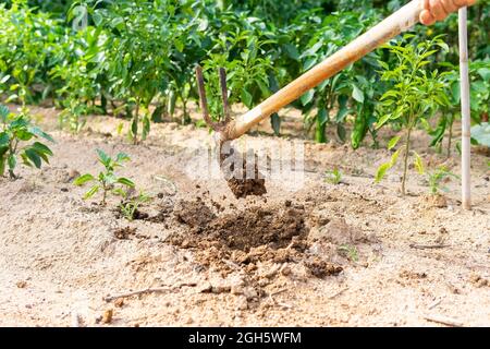 Coltivatore senza volto che allenta il suolo con zappa mentre lavora in giardino in campagna Foto Stock