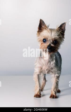 Adorabile piccolo e soffice cane Yorkshire Terrier che guarda la macchina fotografica mentre si trova in studio bianco Foto Stock