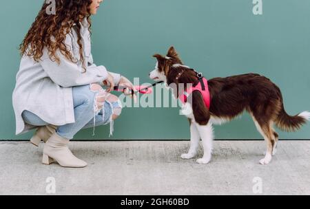 Crop irriconoscibile donna proprietario che squatting vicino al muro con adorabile e soffice collie bordo cane al guinzaglio durante la passeggiata in strada della città Foto Stock