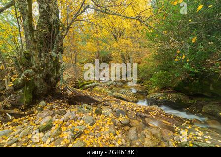 Vista panoramica del fiume tranquillo che scorre attraverso i boschi in una giornata nuvolosa in autunno Foto Stock