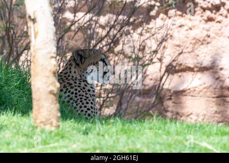 Cheetah (Acinonyx jubatus) da vicino caccia sotto un albero nell'erba di savana in un safari in Africa. Foto Stock