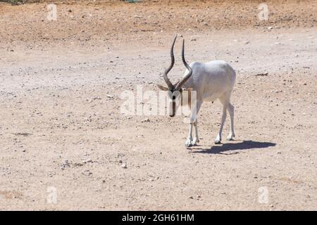 Un Addax (Addax nasomaculatus), in pericolo di estinzione critica, noto anche come la ghiaia o l'antilope bianca cammina nella sabbia del deserto Foto Stock