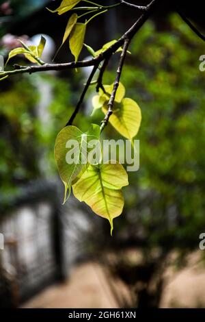 Foglia di Bo Foto Stock