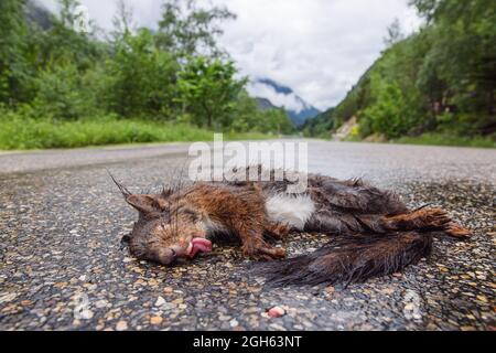 Lo scoiattolo rosso o scoiattolo rosso eurasiatico (Sciurus vulgaris) morto sulla strada Foto Stock