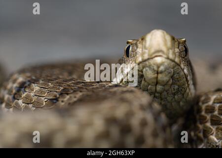 Ritratto ASP viper (Vipera aspis) in natura Foto Stock