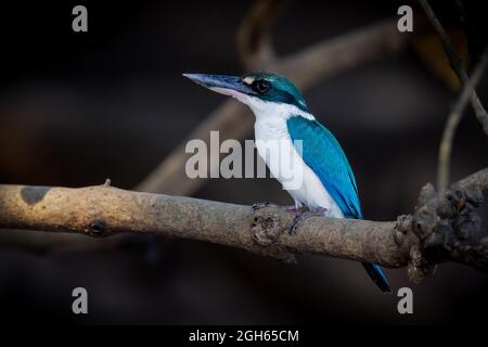 Kingfisher a collare Foto Stock