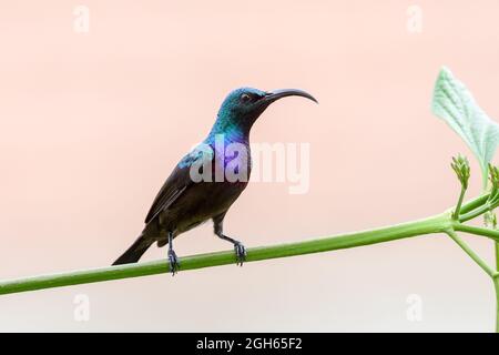 Il Sunbird di Loten Foto Stock