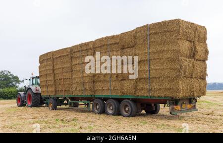 Trattore con rimorchio in un campo carico di balle di paglia pronte per il trasporto. REGNO UNITO Foto Stock