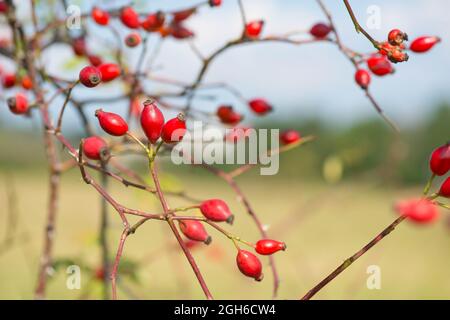 Anche di rose che crescono su un albero, natura in autunno, frutti rossi Foto Stock