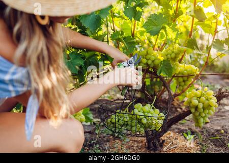 Coltivatore che raccoglie raccolto di uva su fattoria ecologica. Donna che taglia l'uva da tavola con potatrice e la mette in cestino Foto Stock