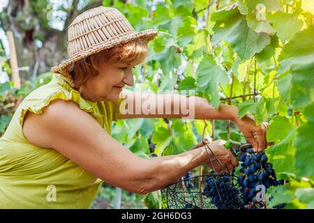 Farmer picking raccolto di uve in una fattoria biologica. Donna blu taglio uve da tavola con sistema di eliminazione Foto Stock