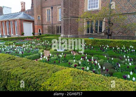 Festival dei tulipani all'Hampton Court Palace Foto Stock