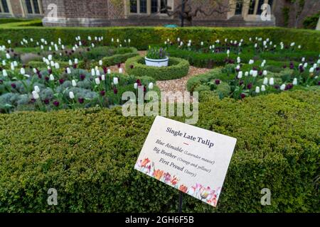 Festival dei tulipani all'Hampton Court Palace Foto Stock