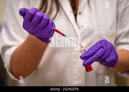 Una scienziata europea che aggiunge con attenzione il reagente tossico in un laboratorio di chimica indossando guanti e camice da laboratorio come misura protettiva per i batteri r Foto Stock