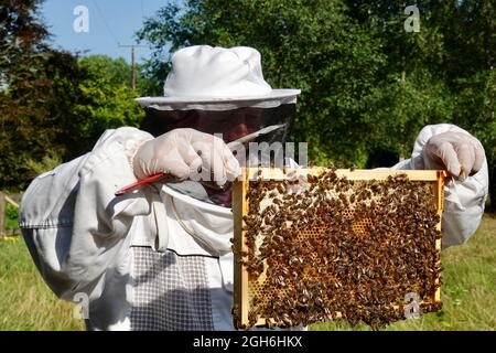 Stowmarket, Suffolk - 5 settembre 2021: Apicoltore al lavoro che mantiene orticaria di api da miele buckfast. Foto Stock