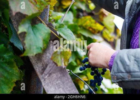 Defocus donna che tiene un mazzo di uva. Uve da vino rosso su vite in vigneto, primo piano. Enologo raccolta di uve. Le mani femminili tagliano l'uva durante il Foto Stock