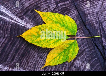 la foglia gialla d'autunno giace su un vecchio sfondo di legno scuro Foto Stock
