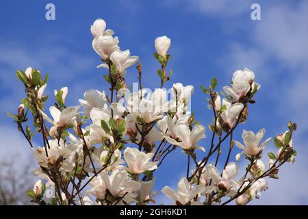 impressionante bella magnolia bianca fiorisce contro un cielo blu Foto Stock