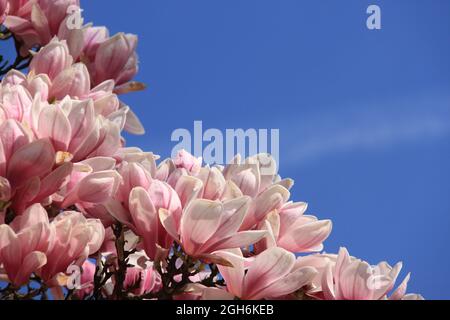 impressionante bella magnolia rosa fiorisce contro un cielo blu Foto Stock