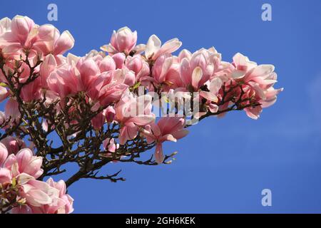 impressionante bella magnolia rosa fiorisce contro un cielo blu Foto Stock