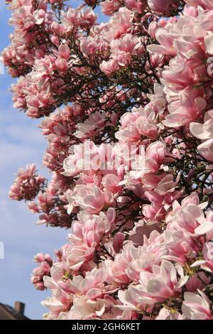 impressionante bella magnolia rosa fiorisce contro un cielo blu Foto Stock