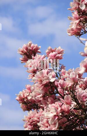 impressionante bella magnolia rosa fiorisce contro un cielo blu Foto Stock