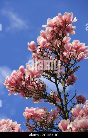 impressionante bella magnolia rosa fiorisce contro un cielo blu Foto Stock