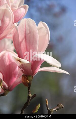 impressionante bella magnolia rosa fiorisce contro un cielo blu Foto Stock