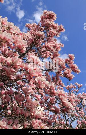 impressionante bella magnolia rosa fiorisce contro un cielo blu Foto Stock