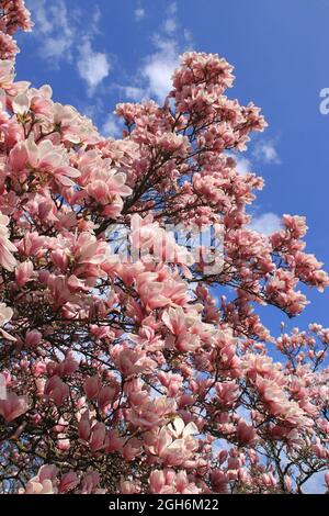 impressionante bella magnolia rosa fiorisce contro un cielo blu Foto Stock