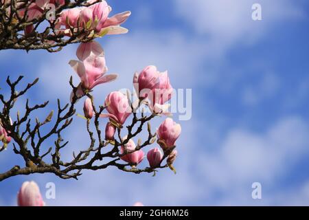 impressionante bella magnolia rosa fiorisce contro un cielo blu Foto Stock