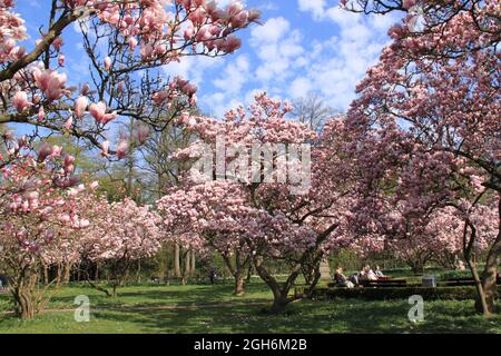 impressionante bella magnolia rosa fiorisce contro un cielo blu Foto Stock