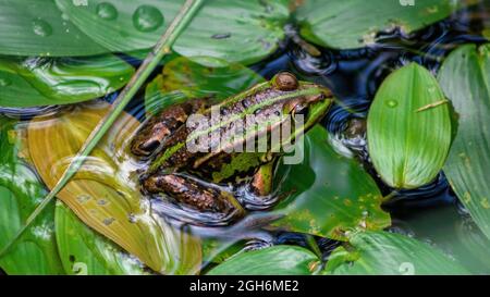 Rana mangiabile europea (Pelophylax esculentus) su piante d'acqua verde. Waren, Germania Foto Stock