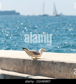 Seagull inghiottire pesce fresco pescato su molo di cemento, bellissimo sfondo mare turchese. Foto Stock