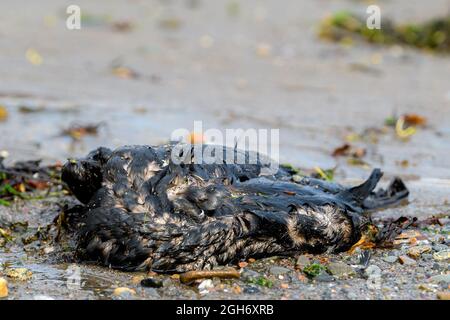 Un uccello morto non identificato su una spiaggia. L'uccello sembra essere coperto con olio nero. Giorno di sole luminoso. Primo piano, profondità di campo poco profonda. Foto Stock